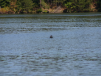 img_4993.jpg